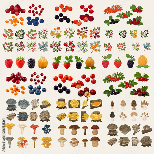 Large autumn forest clipart bundle featuring hand-drawn wild berries, rowan, rose hips, sea buckthorn, cranberries, blueberries, mushrooms, woodland plants and botanical elements.