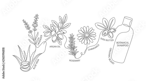 Continuous line drawing of botanical shampoo ingredients