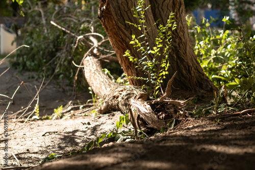 Photography A tree was felled in the park from a strong wind