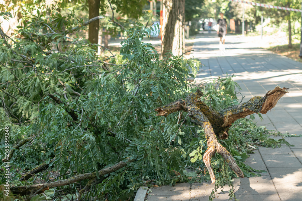 Fototapeta premium Fallen trees in the park as a result of the hurricane