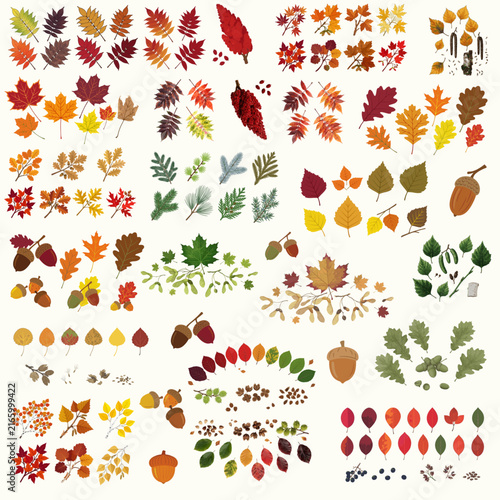Large autumn leaves clipart bundle featuring hand-drawn fall foliage, maple, oak, birch and other tree leaves, acorns, branches, seeds and botanical elements.