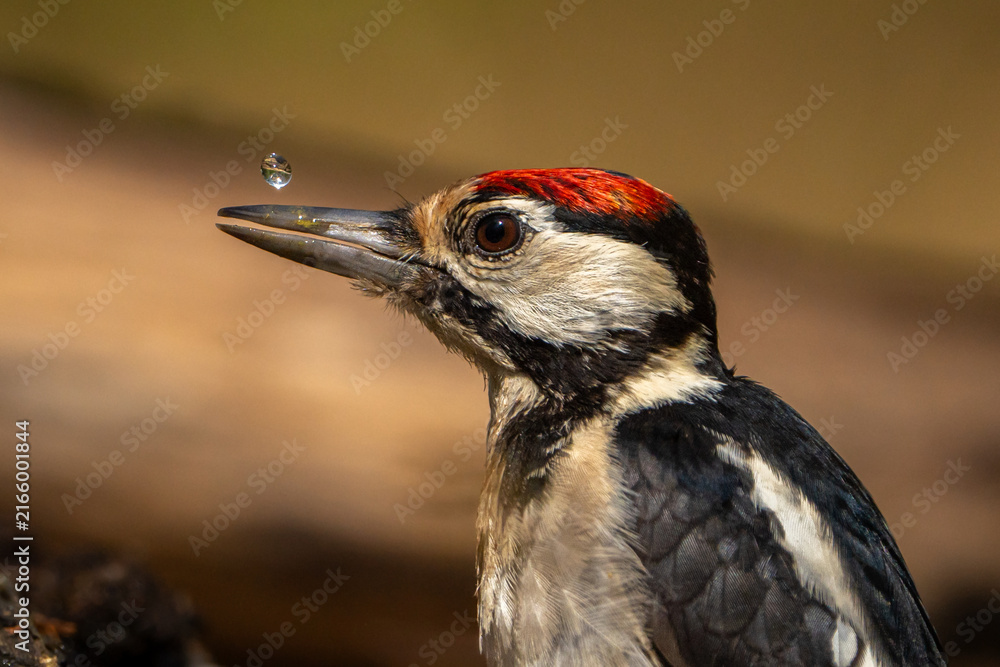 Fototapeta premium great spotted woodpecker