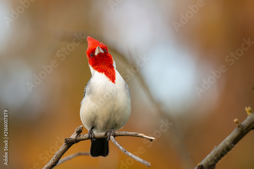 red-crested cardinal (Paroaria coronata) perched on a branch looking up against defocused background at golden hour