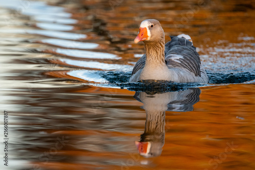 greylag goose (Anser anser) swimming on a lake in beautiful sunset light