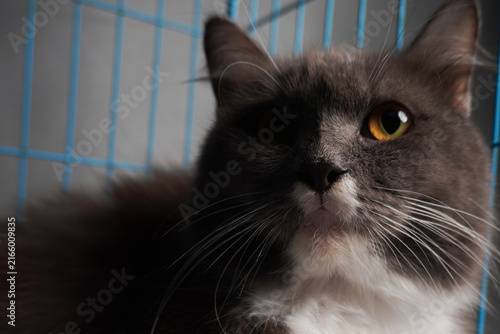 Photography Gray cat with striking amber eyes gazes upward