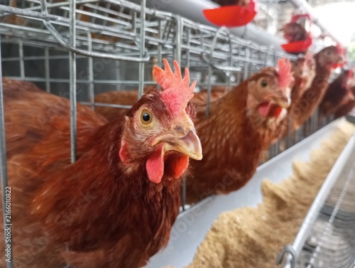 Cage-based laying hen farm, chicken egg production.