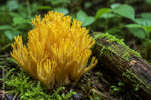 Yellow Ramaria coral mushroom cluster on mossy forest floor, dew on branching tips, small mossy log, woodland fungi subject.