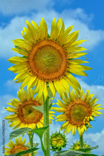 ヒマワリの花（Sunflower）