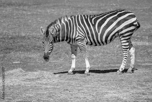 Quadro su tela A Zebra In A Field Eating