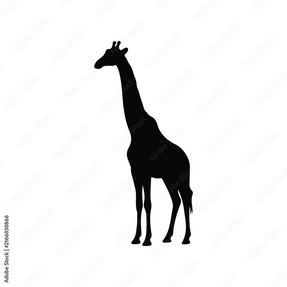 Fototapeta premium Giraffe animal Silhouette isolated white background