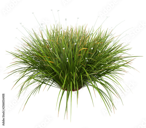 Canvas Print African Iris Isolated PNG, White-Flowering Grasslike Perennial, Transparent Back