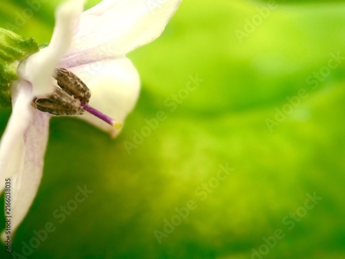 Delicate small white flowers with purple-tipped stamens against a backdrop of soft-looking green foliage.