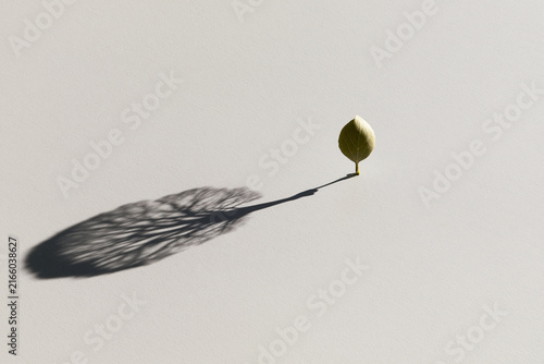 Small leaf casting a tree shaped shadow surreal nature concept