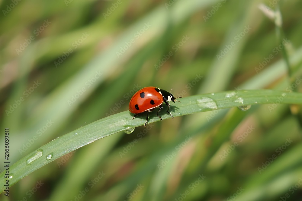 Fototapeta premium Macro Ladybug Water Droplets Green Leaf High Resolution Picture
