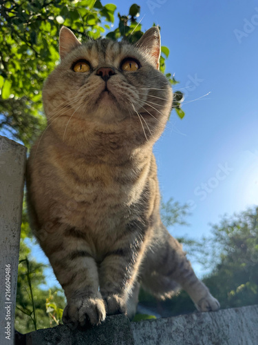 Fotografie Cute cat on the fence