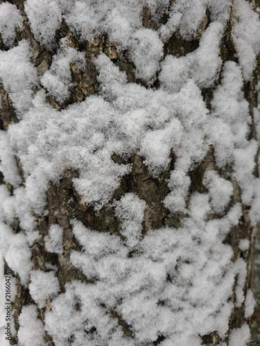 Obraz na płótnie Snow blankets rough bark with soft, fluffy texture