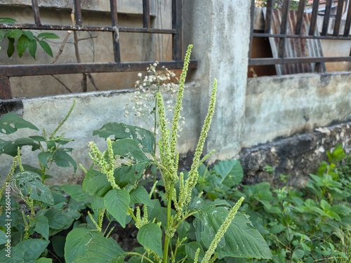 Quadro su tela Green Amaranth Weed with Flower Spikes Growing Near an Old Building