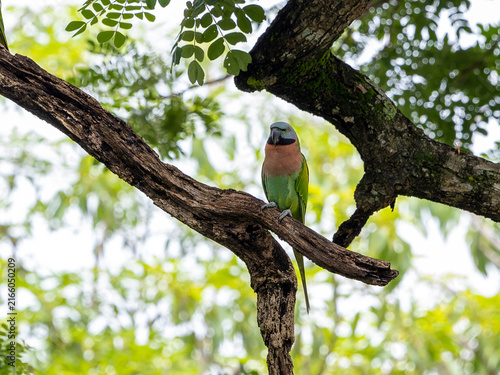 Parrots that still live in the wild in Thailand