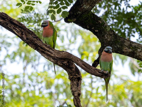 Parrots that still live in the wild in Thailand