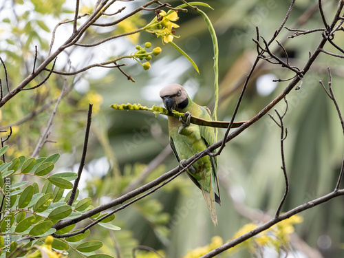 Parrots that still live in the wild in Thailand