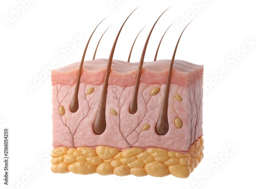 Detailed cross section diagram of human skin with hair follicles. Dermatology health and skincare science concept. Skin layers showing epidermis dermis and subcutaneous fat tissue