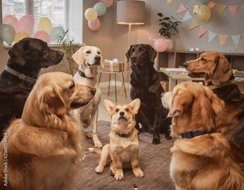 Circle of Adult Dogs Facing Inward in Balloon-Decorated Office Corner Welcoming a Newcomer, Symbolizing Workplace Welcome and Team Building