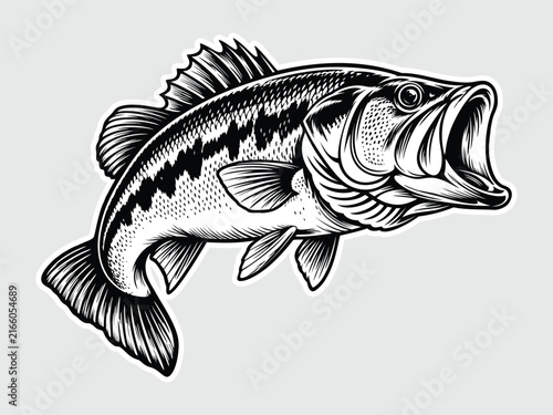 Bass Fish vector