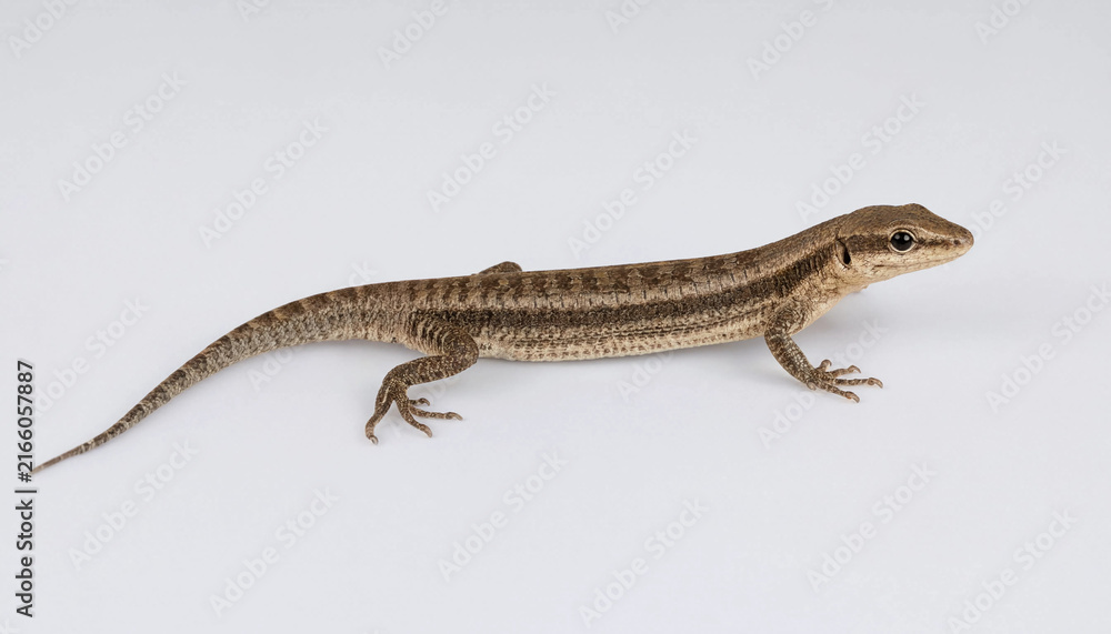 Fototapeta premium Small brown lizard reptile crawling actively wildlife desert or garden fauna creature background.