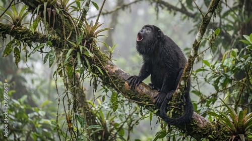Black howler monkey calling loudly while perched on a tree branch in a green rainforest