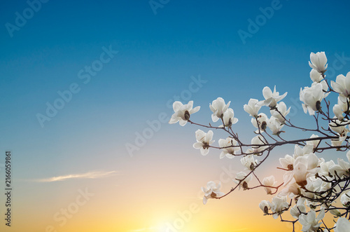 White Magnolia Flowers In Spring before sunset