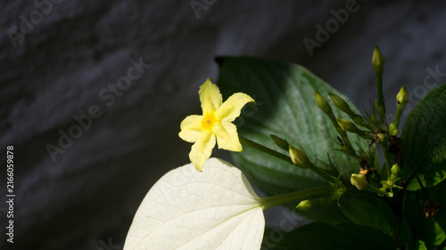 The selected region showcases a Dwarf Yellow Mussaenda flower, scientifically classified as Pseudomussaenda flava (also commonly referred to as Mussaenda luteola or Mussaenda glabra).