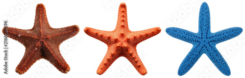 Foto Three starfish in different colors: brown, orange, and blue, isolated on a white background