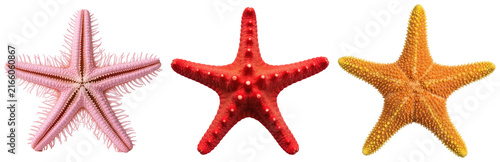 Fotografie Three colorful starfish isolated on a white background