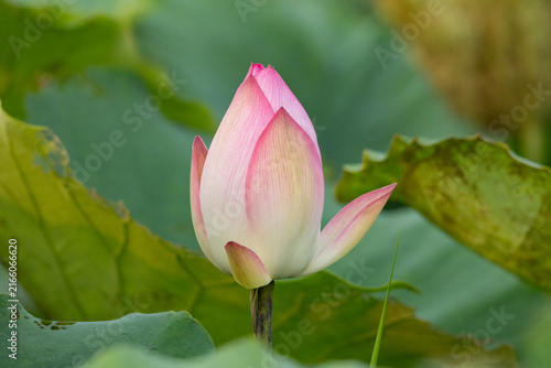 Close up of a lovely pink and white lotus flower or water lily. Scientific Name : Nelumbo nucifera. Long Valley, Sheung Shui, Hong Kong