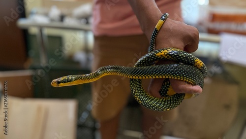 Принти на полотні Close Up Rainbow Snake Coiled Around a Hand