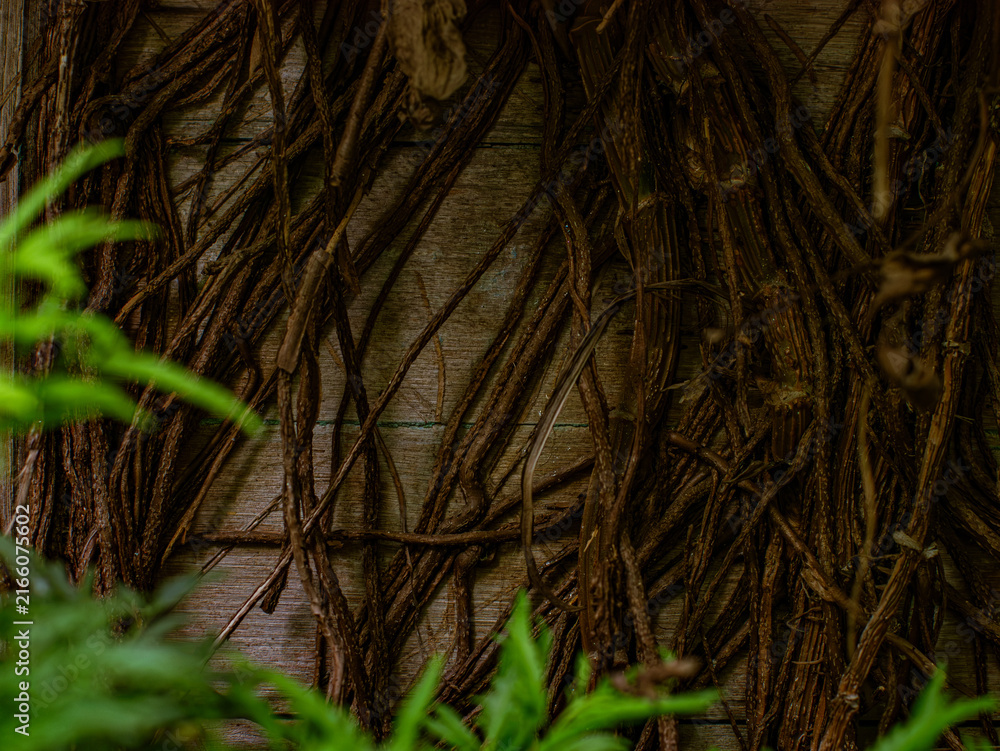 Fototapeta premium Dried Hanging Vine Roots Covering Old Wooden Wall Texture with Green Fern Leaves in Foreground, Nature Background