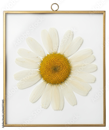 Pressed daisy flower in vintage gold frame isolated over transparent background