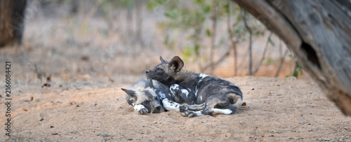 Two African wild dog pups resting together in the African wilderness