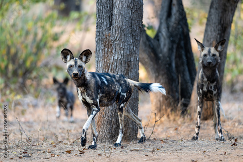 African wild dogs standing alert in woodland habitat