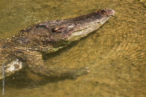 Crocodile Head Submerged in Golden Murky Water with Teeth Visible Top View