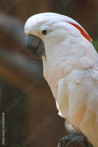 Salmon Crested Cockatoo Portrait with Pink White Feathers Close Up Side View