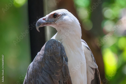 White Bellied Sea Eagle Portrait with Sharp Hooked Beak Close Up
