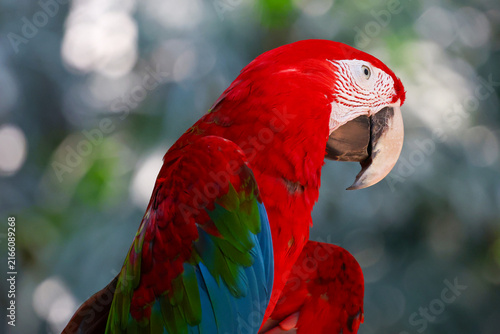 Green Winged Macaw Portrait with Curved Beak and Red Feathers Close Up