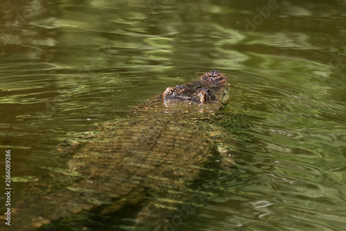 Crocodile Eyes and Nostrils Above Water Surface in Green Pond Top View