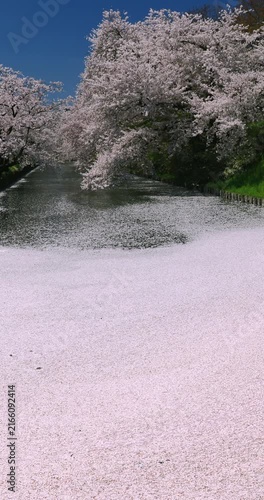 弘前公園の桜と花筏