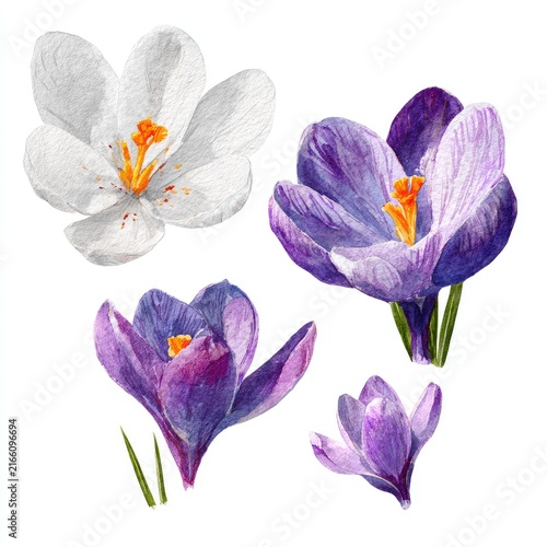 Watercolor crocus blossoms, white and purple