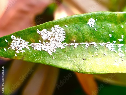 Green leaves covered in swarms of sap-sucking insects.