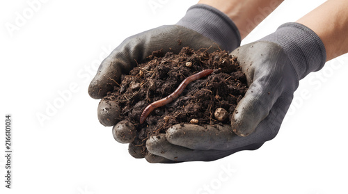 Organic garden soil with earthworm in gloved hands, fertile dark compost for planting, healthy agriculture soil and worm isolated PNG with Transparent Background