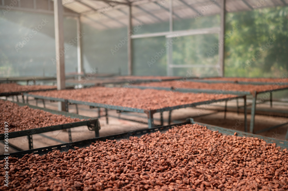 Fototapeta premium Image of cocoa bean drying facility that uses solar energy for drying. Cocoa beans are used as a raw material to make chocolate.