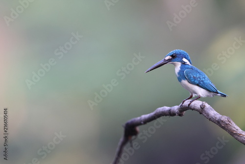 The cerulean kingfisher (Alcedo coerulescens) is a kingfisher in the subfamily Alcedininae which is native to parts of Indonesia.